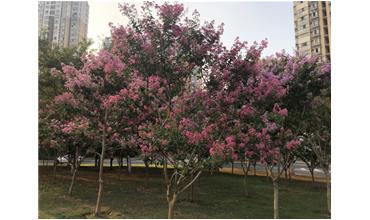 夏秋季節(jié)，錫城首次驚現(xiàn)紫薇花開(kāi)美景